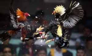 Hướng Dẫn Cách Chơi Đá Gà Sabong Tại V6Bet Dễ Thắng Nhất